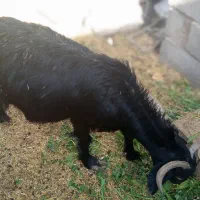 دو عدد پز دوقلو زا