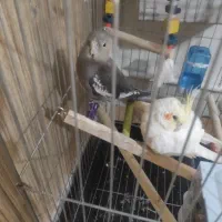 جفت عروس هلندی