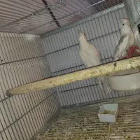 عروس هلندی بهمراه جوجه|پرنده|خمینیشهر, |دیوار