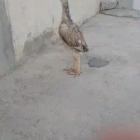 مرغ لاری|حیوانات مزرعه|سرپل ذهاب, |دیوار