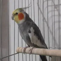 عروس هلندی|پرنده|مریوان, |دیوار