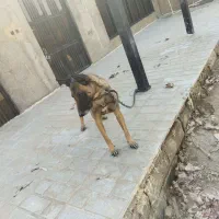 سگ نر|سگ|پاکدشت, پاکدشت (مامازند)|دیوار