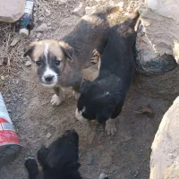 واگذاری سگ نگهبان|سگ|بیرجند, |دیوار