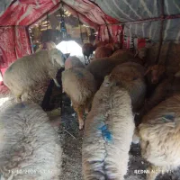 بره نر