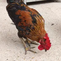 خروس عربی در حمیدیه|حیوانات مزرعه|حمیدیه, |دیوار