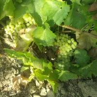 باغ انگور(۲۰۰۰متر)سند تک برگ|فروش دفتر صنعتی، کشاورزی، تجاری|تاکستان, |دیوار