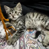واگذاری رایگان بچه گربه