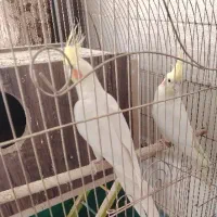 عروس هلندی وطوطی برزیلی|پرنده|نجف‌آباد, کشاورز|دیوار