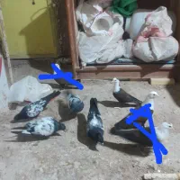 جوجه سینه سیاه ی کربلای جوجه نر