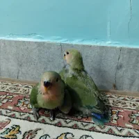 جوجه طوطی برزیلی|پرنده|ری, دیلمان|دیوار