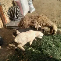 یکی میش دوقلوزابادوبره میش ابستن دونه ای15ملیون