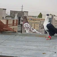 ستا حیون هر ستا نر ضربه هر ستا ۶۰۰
