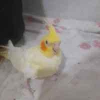 عروس هلندی|پرنده|بیضا, |دیوار