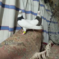 کبوتر طوقی مغلف جفت 650