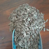 تخمه ایرانی درجه یک
