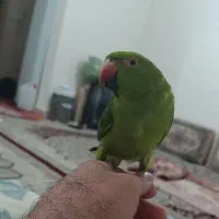 طوطی ملنگوی نر ۹ ماهه ، آماده آموزش سخنگویی|پرنده|سهند, |دیوار
