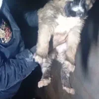 توله خراسانی|سگ|مشهد, کشف|دیوار