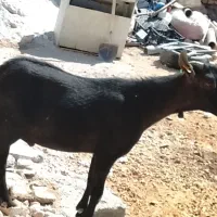 نر بالغ مورسیاه