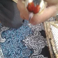 خرید و فروش سهره|پرنده|ارسنجان, |دیوار