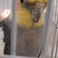 عروس هلندی نر وماده سالم|پرنده|اردبیل, |دیوار