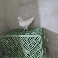 5 عدد پرنده
