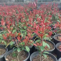 فوتونیا سطل ده