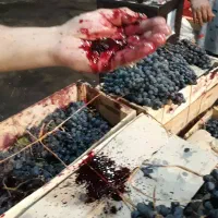 انگور شانی دیم سنندج مریوان انگورشانی|خوردنی و آشامیدنی|تهران, میدان میوه و تره‌بار مرکزی|دیوار