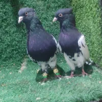 کفتر