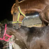 مادیان با کره