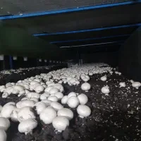 قارچ دکمه‌ای تازه