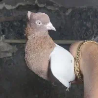 کفتر سینه سرخ