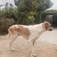 سگ نگهبان|سگ|آزادشهر, |دیوار