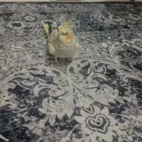عروس هلندی ماده