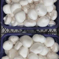 قارچ تازه