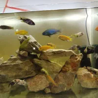 آکواریوم ماهی