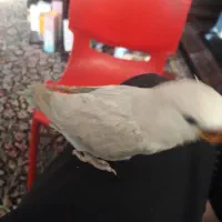 سلام سه عدد طوطی برزیلی(کوتوله)فول رام و دستی|پرنده|بافت, |دیوار