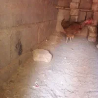 مرغ معامله با کبوتر|حیوانات مزرعه|دلگان, |دیوار