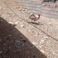 تخم بوقلمون فروشی