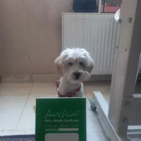 واگذاری سگ شتیزو