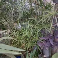 نخل مرداب.آگاو.استاپلیاوگیاهان دیگر