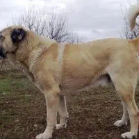 توله سگ ماده ۸ ماهه