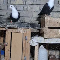 کفتر کله سفید