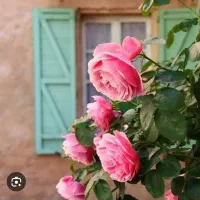 مدرس رباتیک/چرتکه/نقاشی