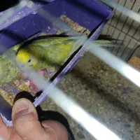 مرغ عشق مولد به همراه 4 جوجه فقط 650|پرنده|رودهن, |دیوار