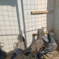 ۸عدد کفتر المانی ماده ۲عددسرکه ای ماده|پرنده|تهران, شیوا|دیوار