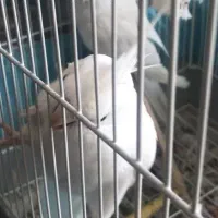 طوطی عروس هلندی جوجه سرلاکی تا بالغ|پرنده|فردیس, سرحد آباد|دیوار