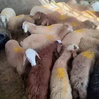 عرضه دام زنده شهرداری ارگانیکی کم دنبه