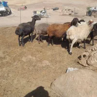 میش داشتی ۶عدد خشت دندان سفت هستن جنس عالی|حیوانات مزرعه|کنگاور, |دیوار