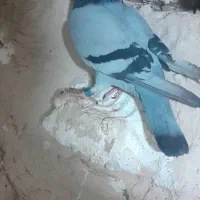 ماده سبز خطی جفت پلاک مسافتی