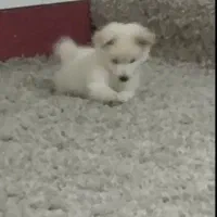 سگ پامرانین روباهی قیمت ده میلیون